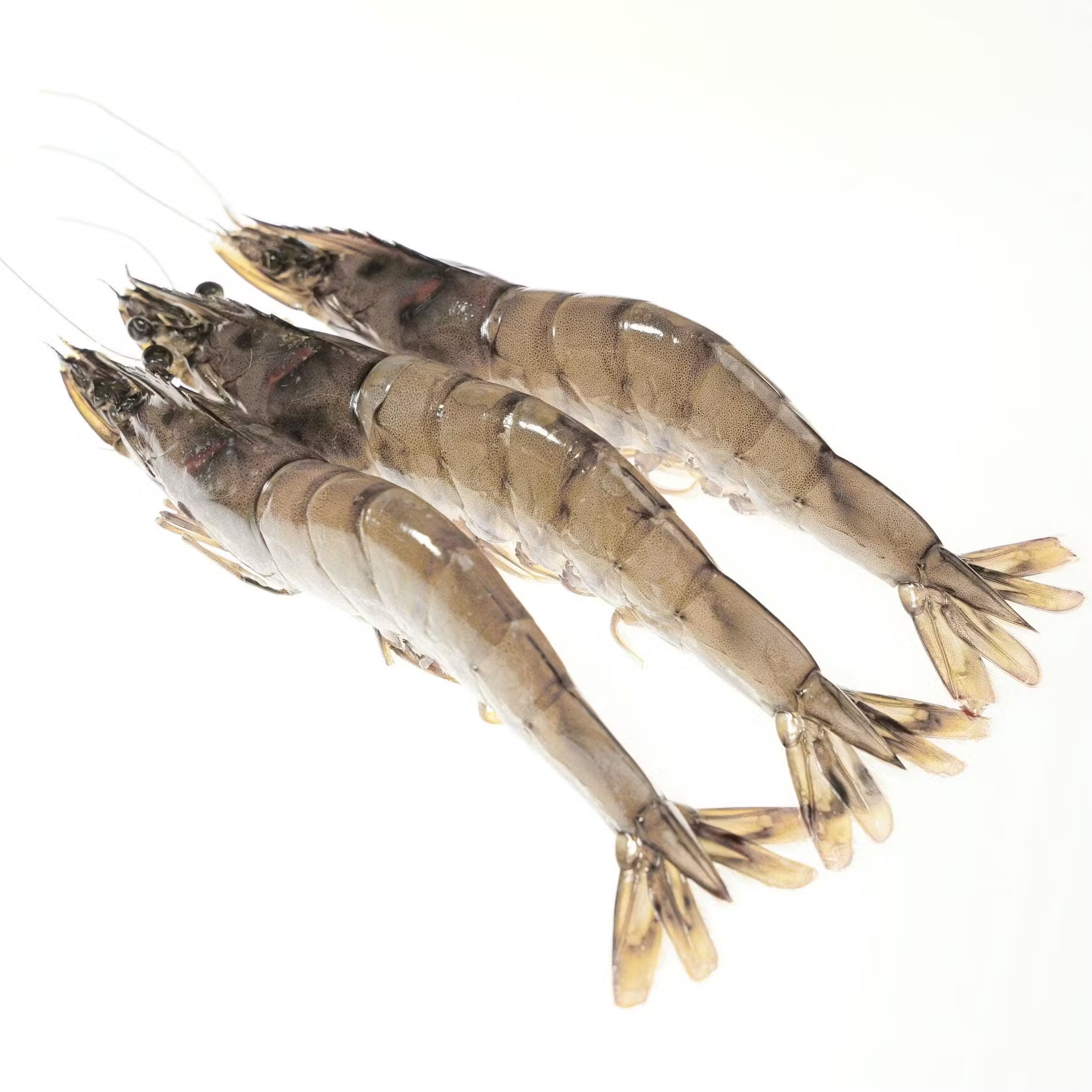 Kauai Sweet Prawns U8/U12 - 5 lbs.