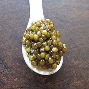 Osetra Gueldenstaedtii