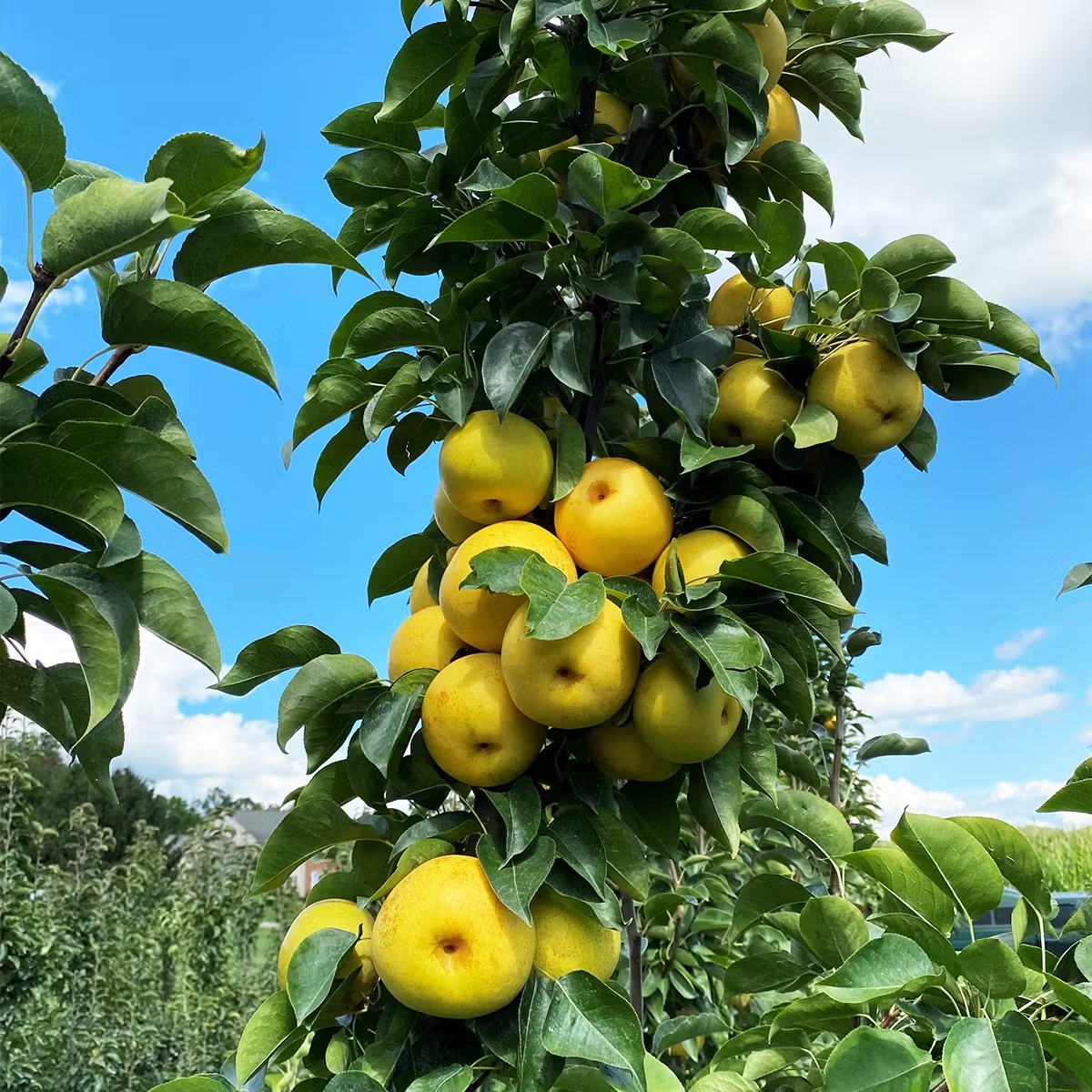 "New Pear" Asian Pear Gift Box