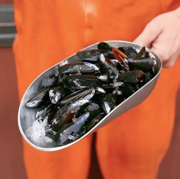 Mussels - Live, Penn Cove, 1 lb