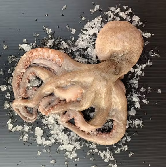 Octopus â Whole, Spain, 3 lbs.