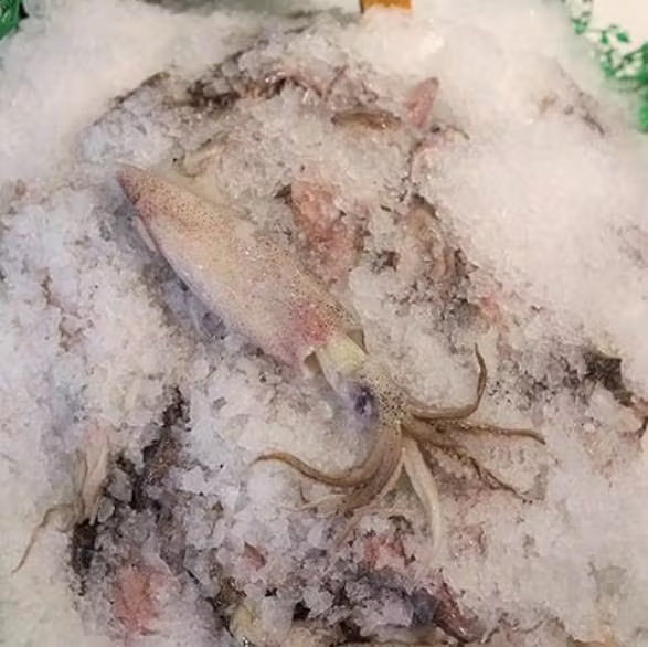 Squid - Whole, USA, 5 lbs