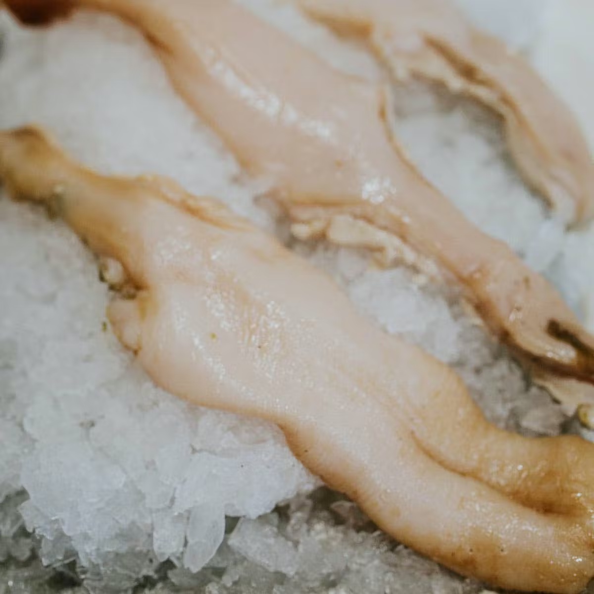 Geoduck â Raw, Cleaned and Shelled, 1lb