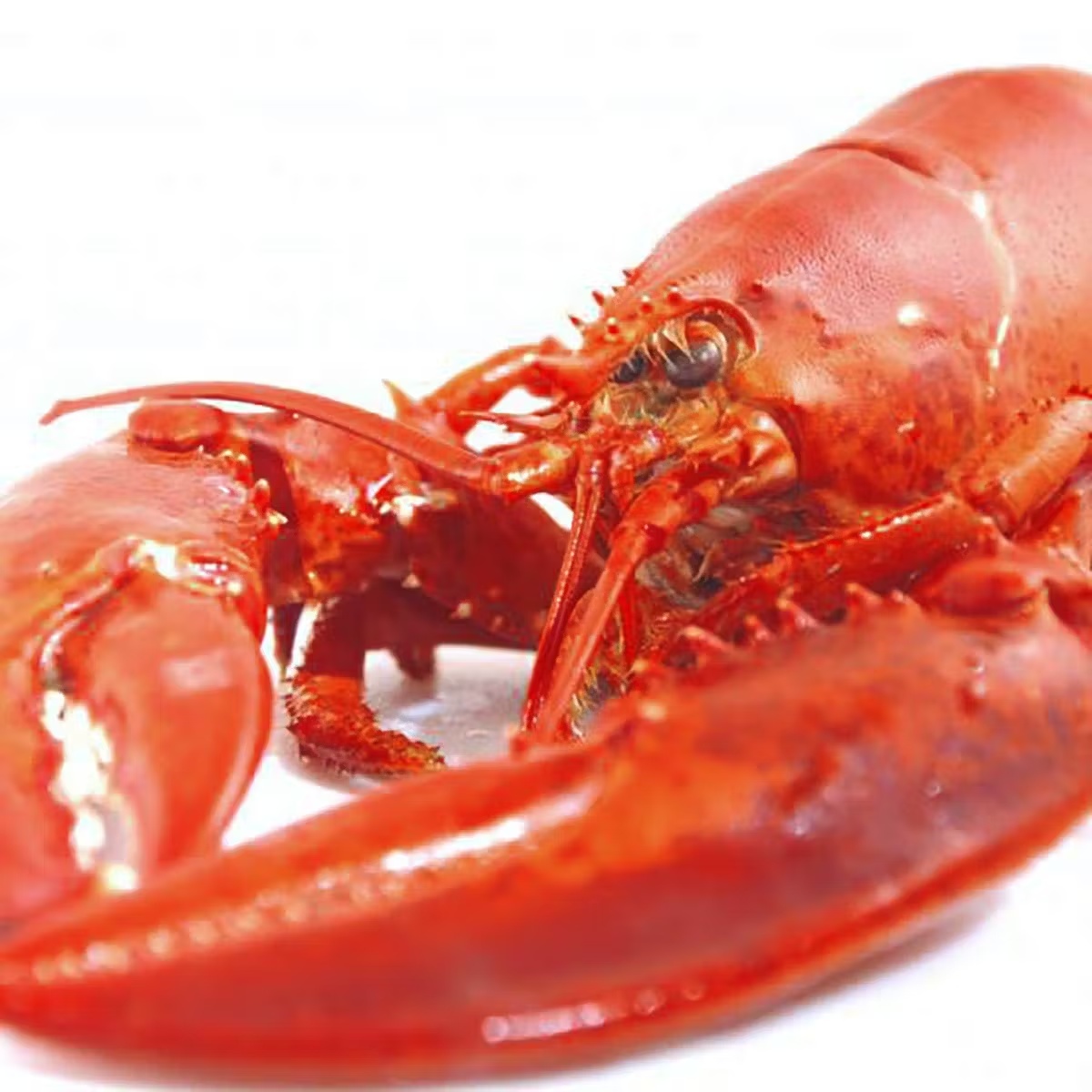 5584-1-5-lb-lobster-1.webp