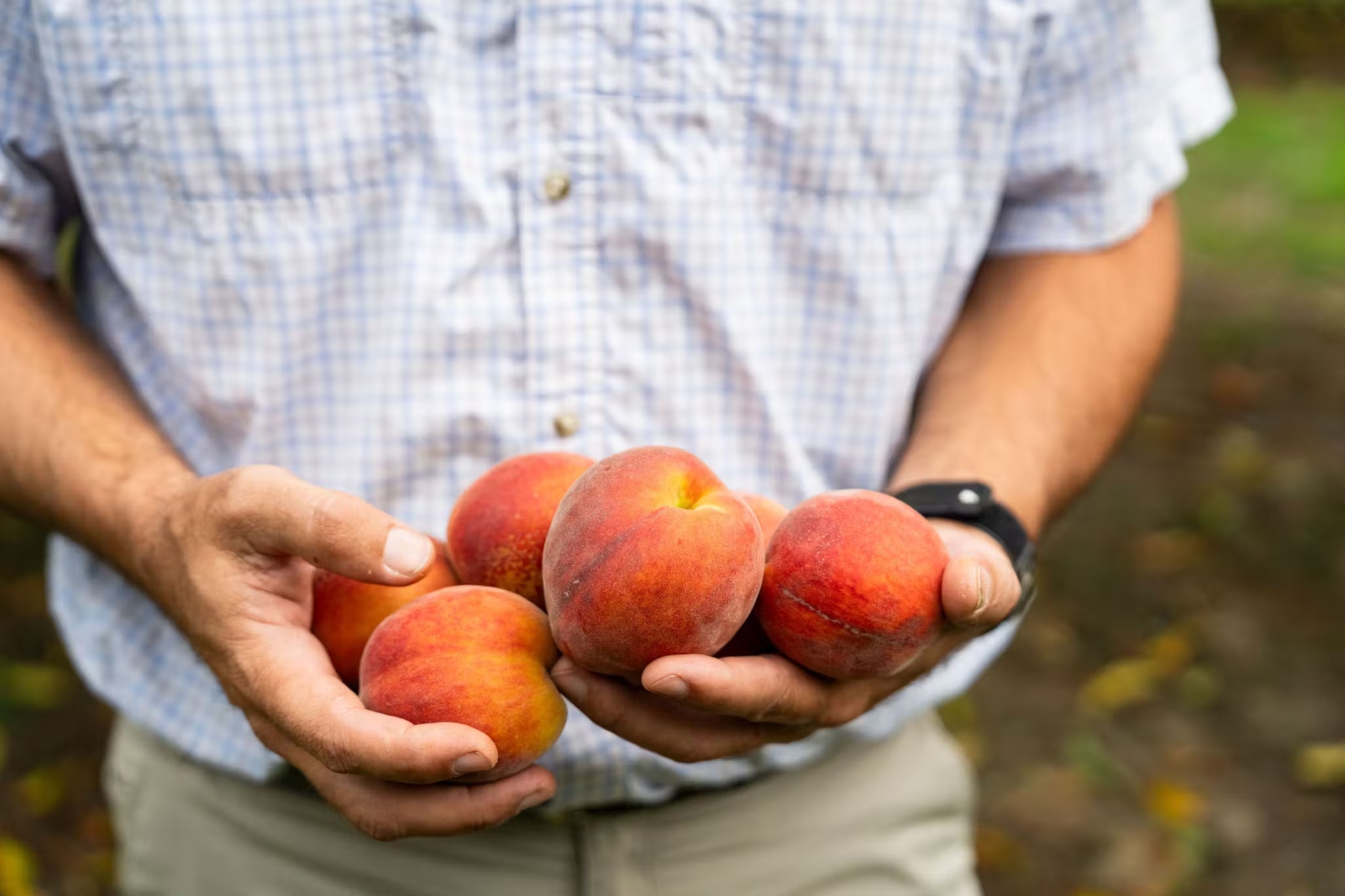 Georgia Peaches Gift Box - 13 Pack