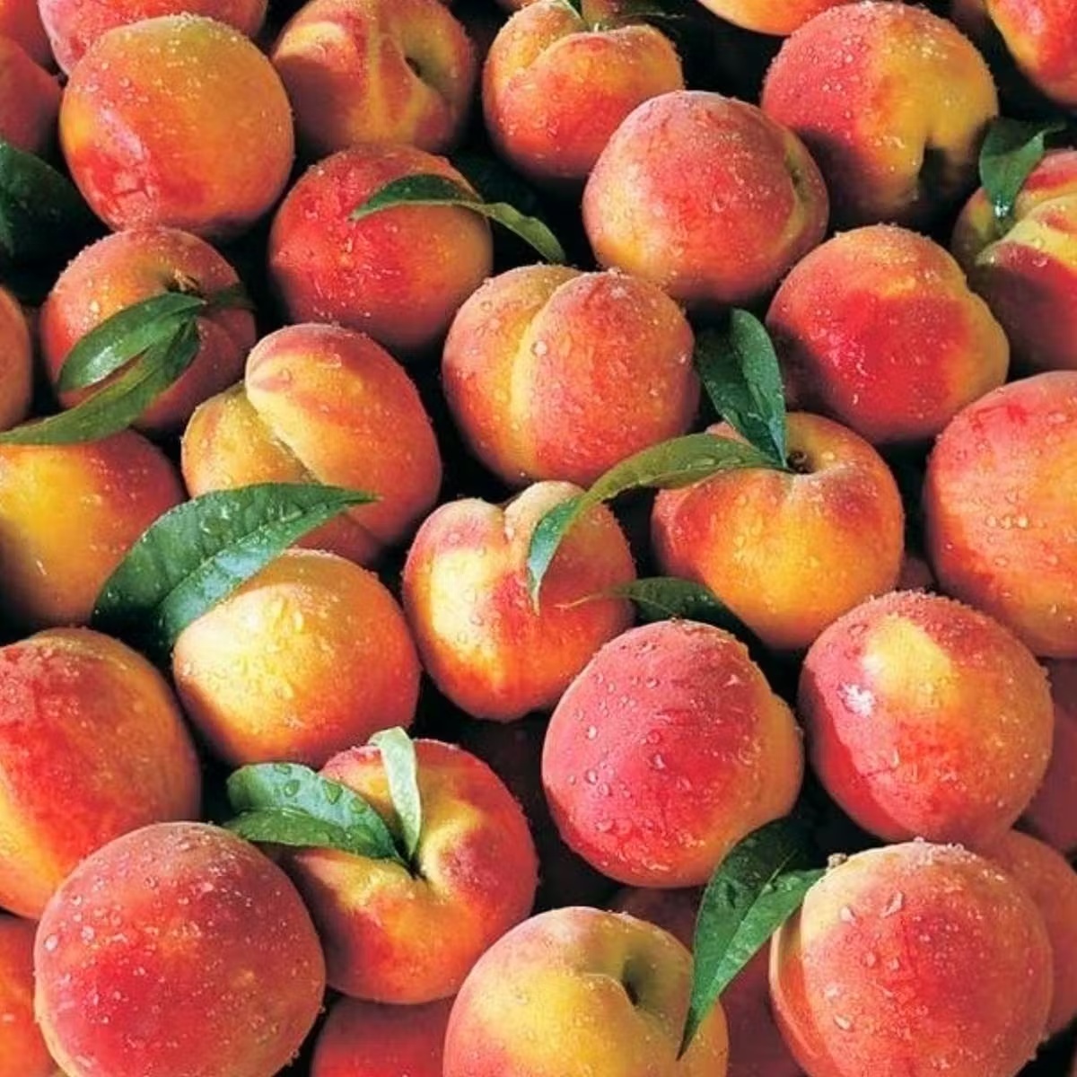 Georgia Peaches Gift Box - 26 Pack