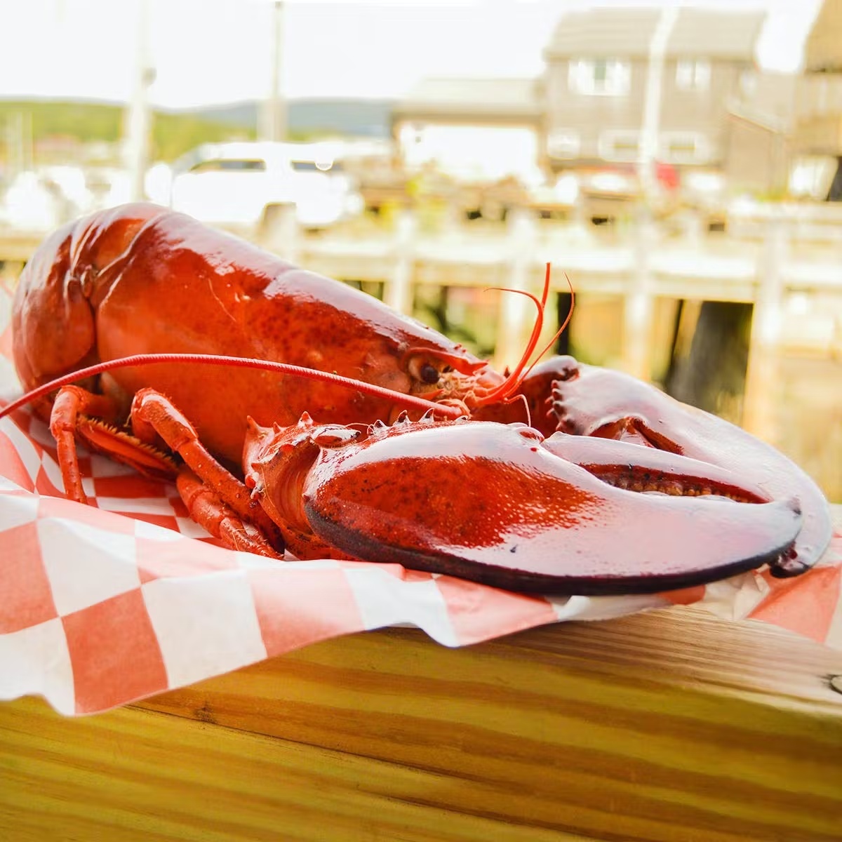 Lobster - Choose Your Own
