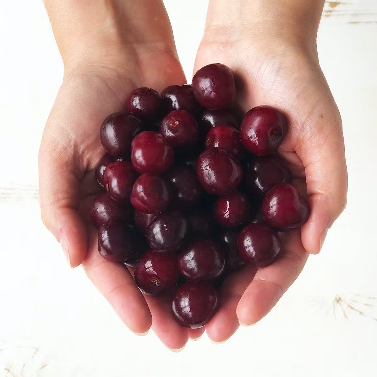 Sour Michigan "Balaton" Cherries