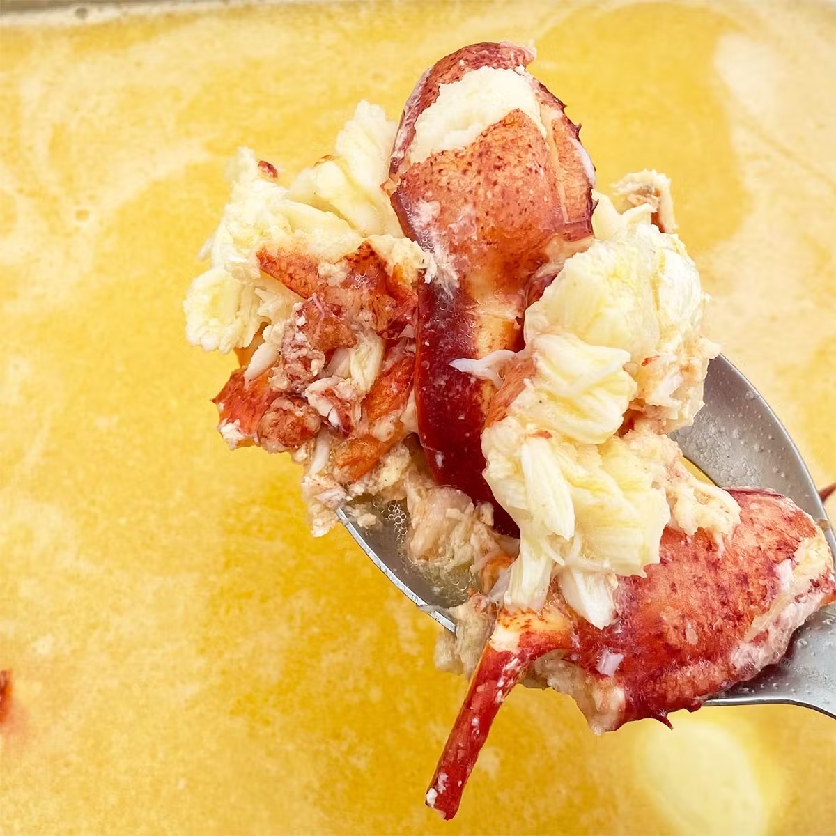 7592-acadia-lobster-roll-kit-for-5-1.jpg