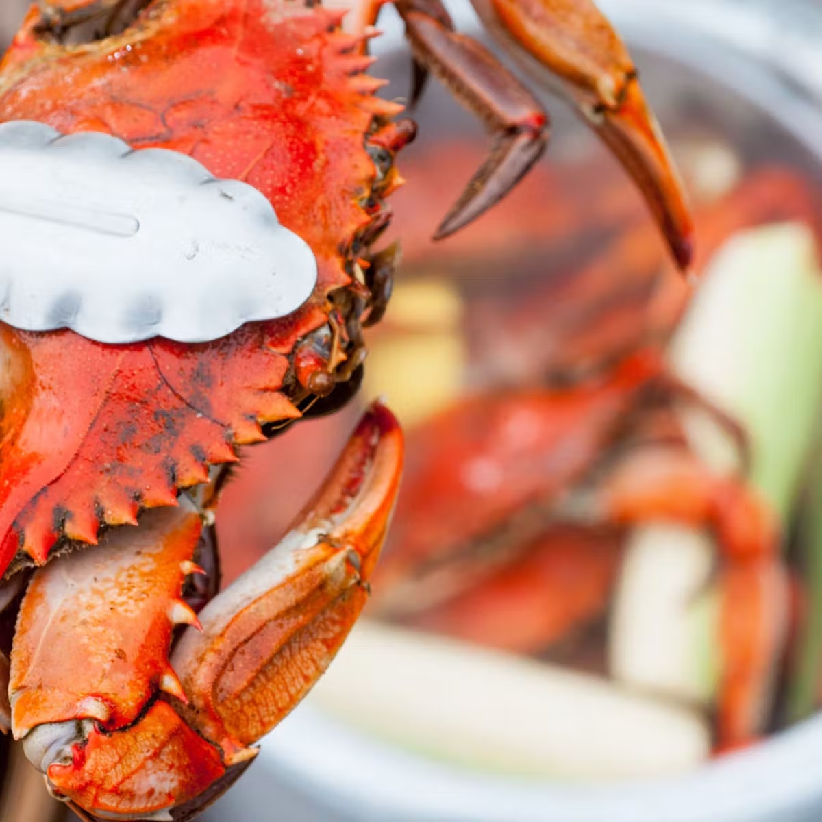 Steamed Crab Kit - Regular Size