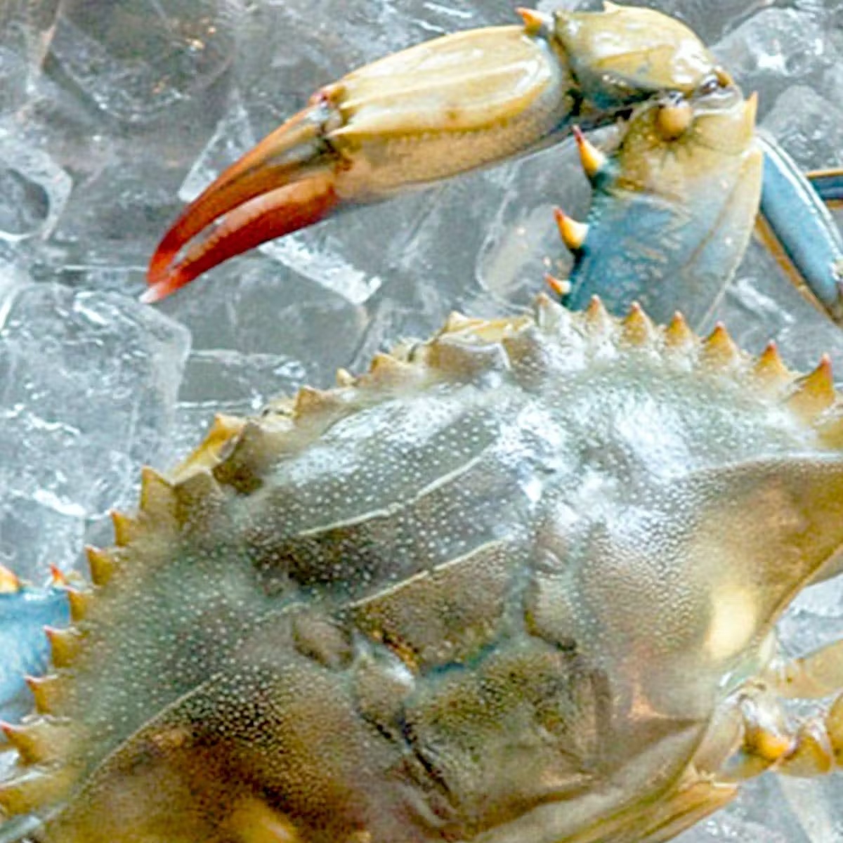Jumbo Soft Shell Crabs