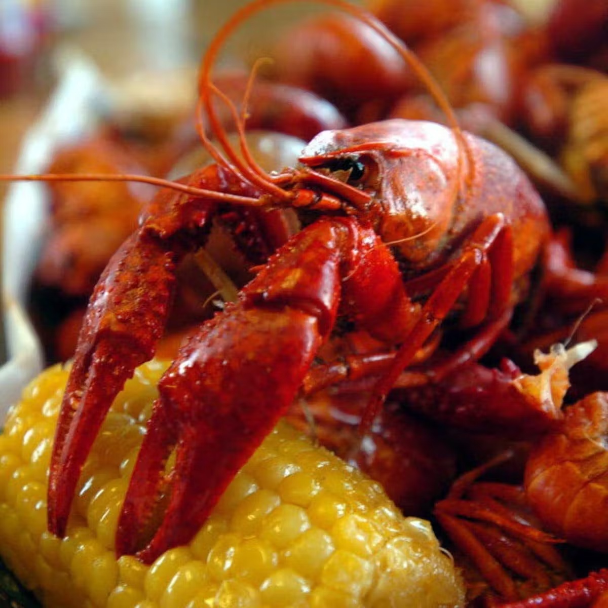 955-10-lb-boiled-cajun-crawfish-pack-1.webp