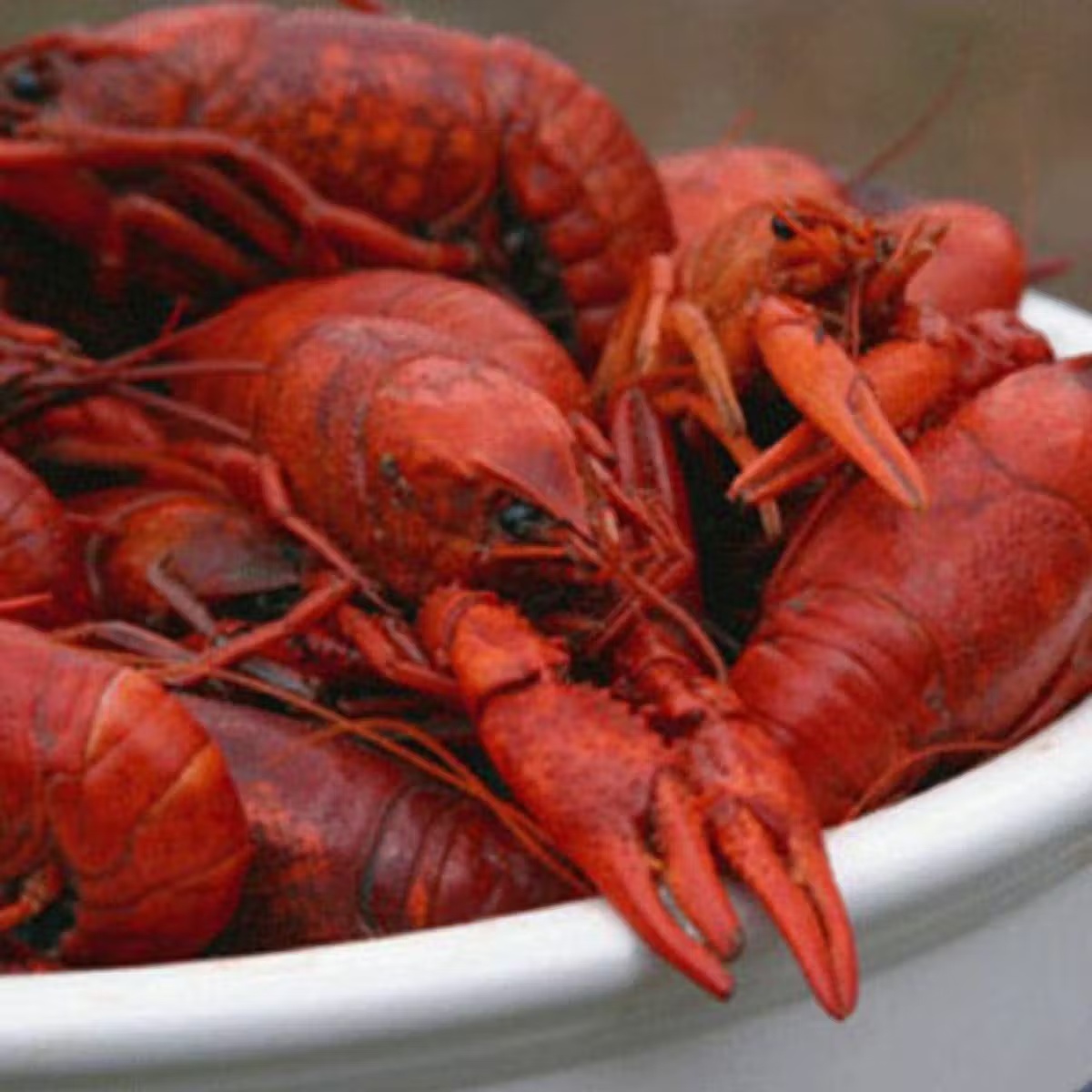 955-10-lb-boiled-cajun-crawfish-pack-1.webp